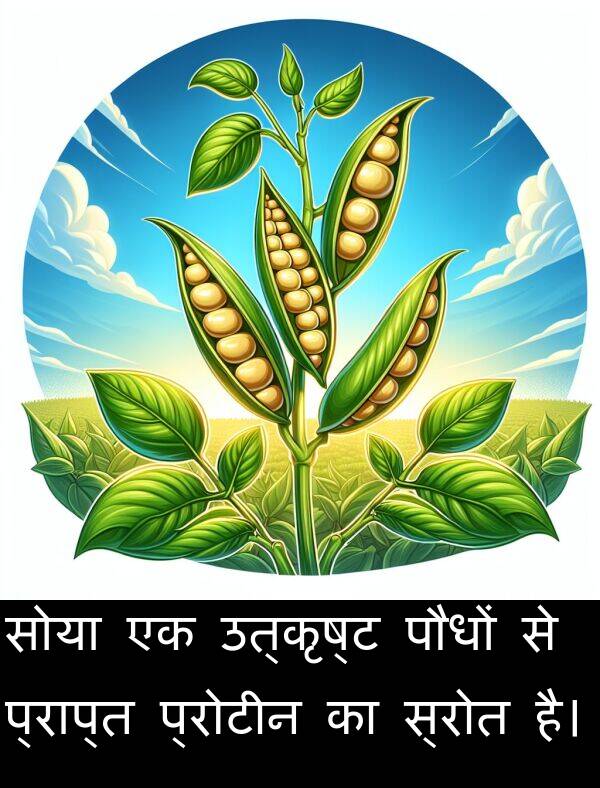 उत्कृष्ट: सोया एक उत्कृष्ट पौधों से प्राप्त प्रोटीन का स्रोत है।
