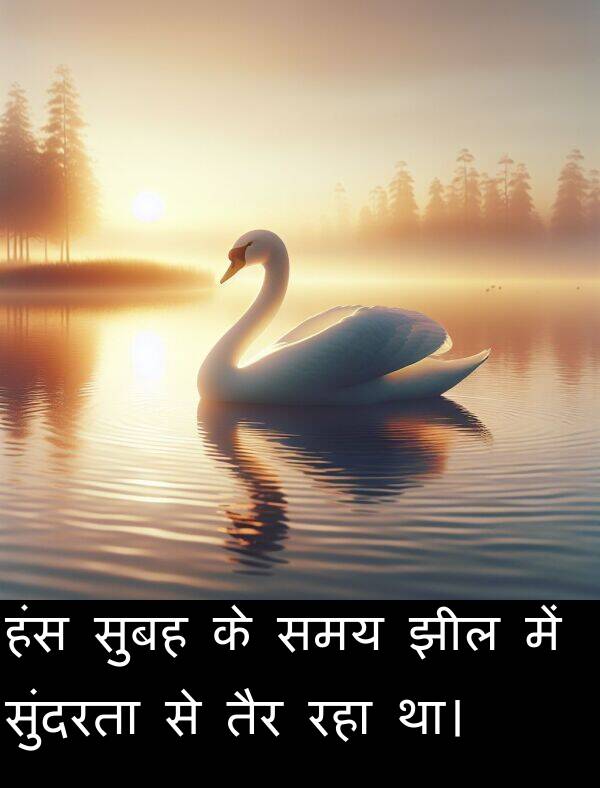 तैर: हंस सुबह के समय झील में सुंदरता से तैर रहा था।