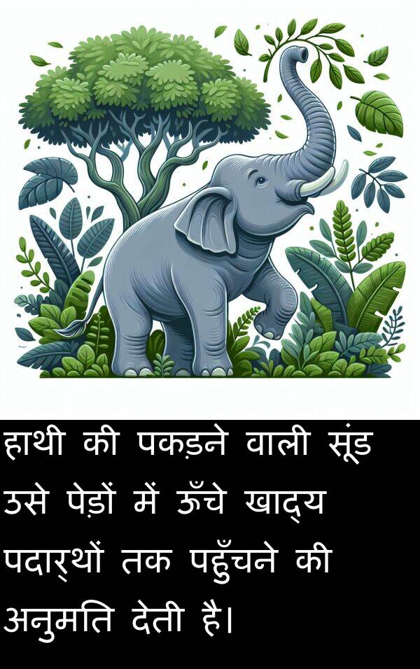 पहुँचने: हाथी की पकड़ने वाली सूंड उसे पेड़ों में ऊँचे खाद्य पदार्थों तक पहुँचने की अनुमति देती है।