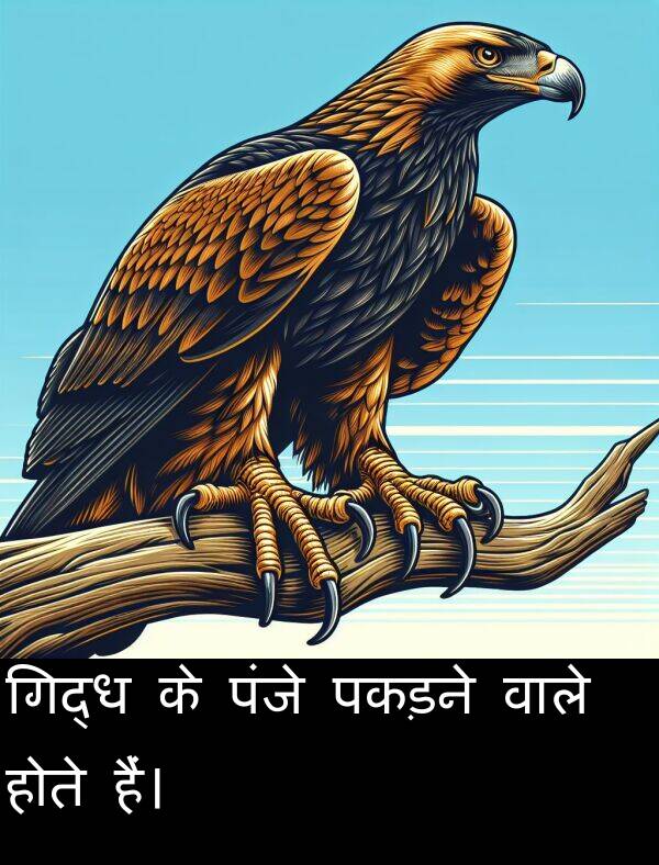 पंजे: गिद्ध के पंजे पकड़ने वाले होते हैं।
