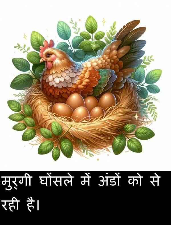 घोंसले: मुर्गी घोंसले में अंडों को से रही है।