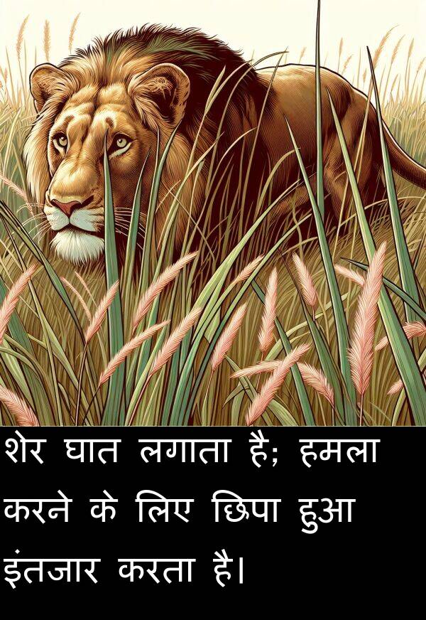 लगाता: शेर घात लगाता है; हमला करने के लिए छिपा हुआ इंतजार करता है।