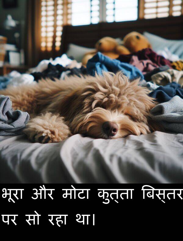 रहा: भूरा और मोटा कुत्ता बिस्तर पर सो रहा था।