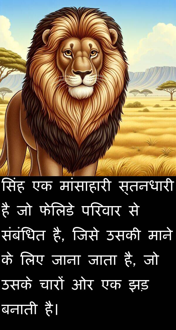 माने: सिंह एक मांसाहारी स्तनधारी है जो फेलिडे परिवार से संबंधित है, जिसे उसकी माने के लिए जाना जाता है, जो उसके चारों ओर एक झड़ बनाती है।
