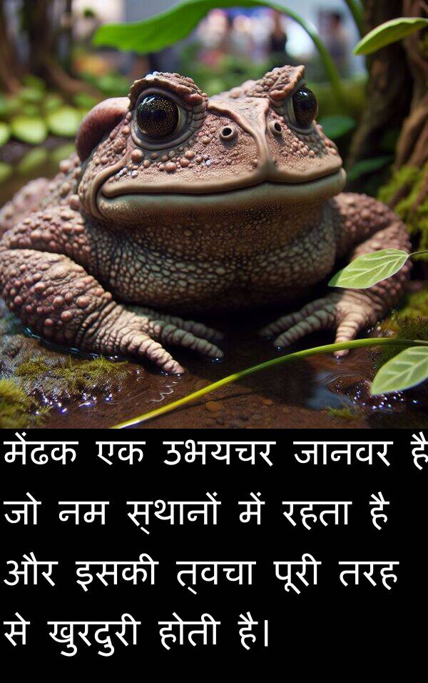 खुरदुरी: मेंढक एक उभयचर जानवर है जो नम स्थानों में रहता है और इसकी त्वचा पूरी तरह से खुरदुरी होती है।
