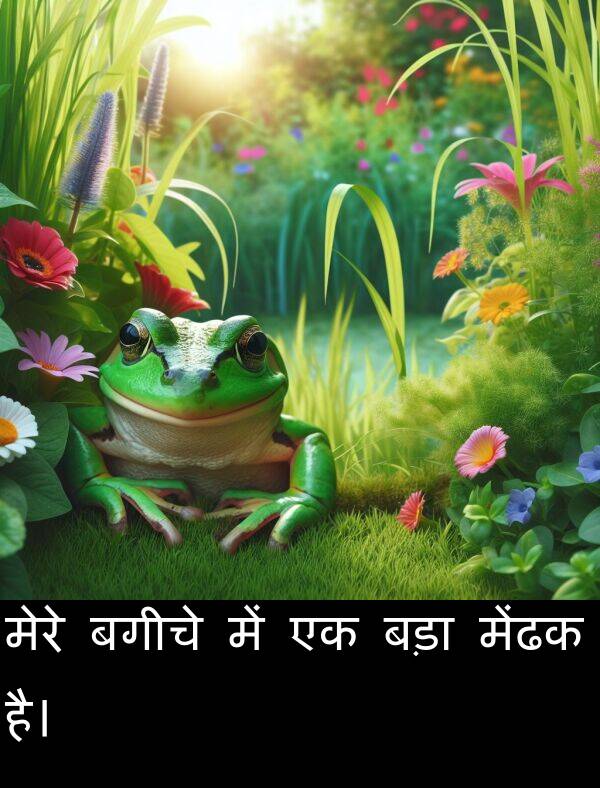 बगीचे: मेरे बगीचे में एक बड़ा मेंढक है।