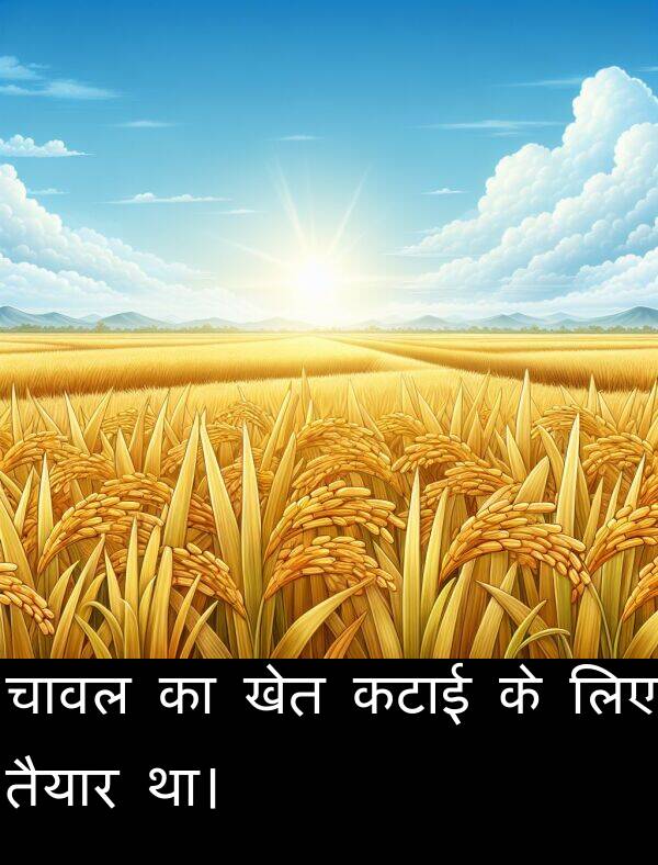 लिए: चावल का खेत कटाई के लिए तैयार था।