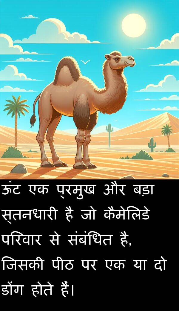 परिवार: ऊंट एक प्रमुख और बड़ा स्तनधारी है जो कैमेलिडे परिवार से संबंधित है, जिसकी पीठ पर एक या दो डोंग होते हैं।