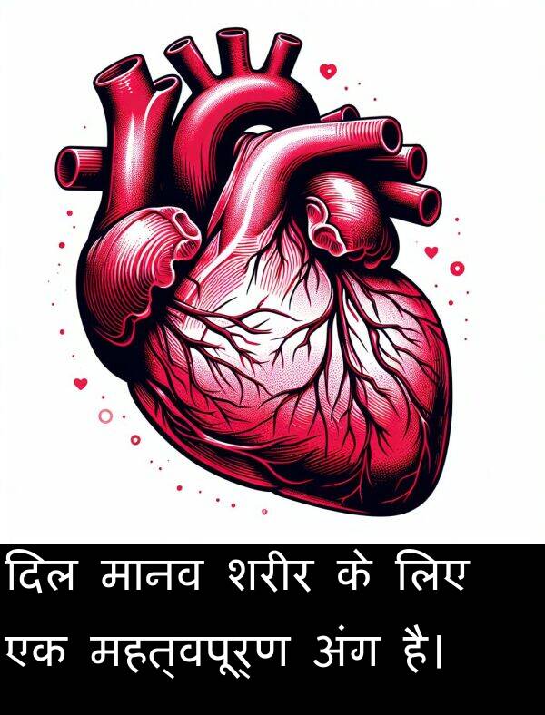 लिए: दिल मानव शरीर के लिए एक महत्वपूर्ण अंग है।