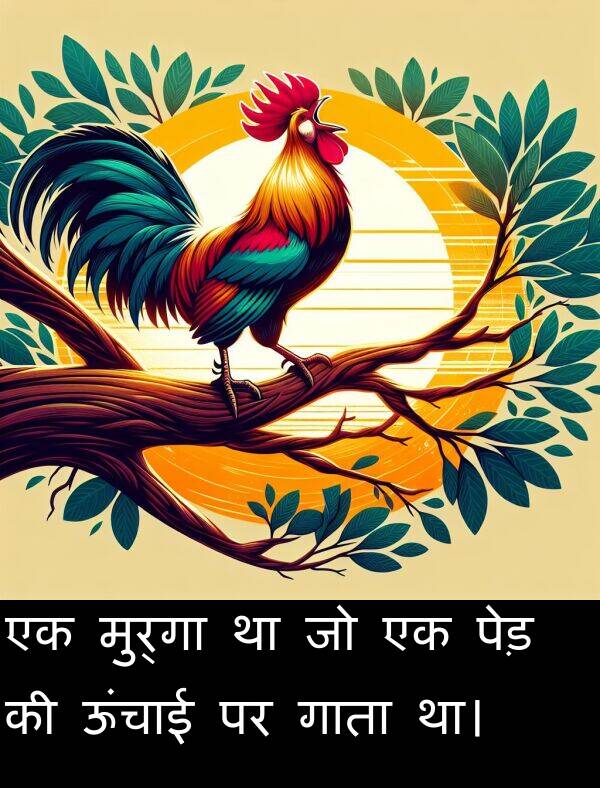 गाता: एक मुर्गा था जो एक पेड़ की ऊंचाई पर गाता था।