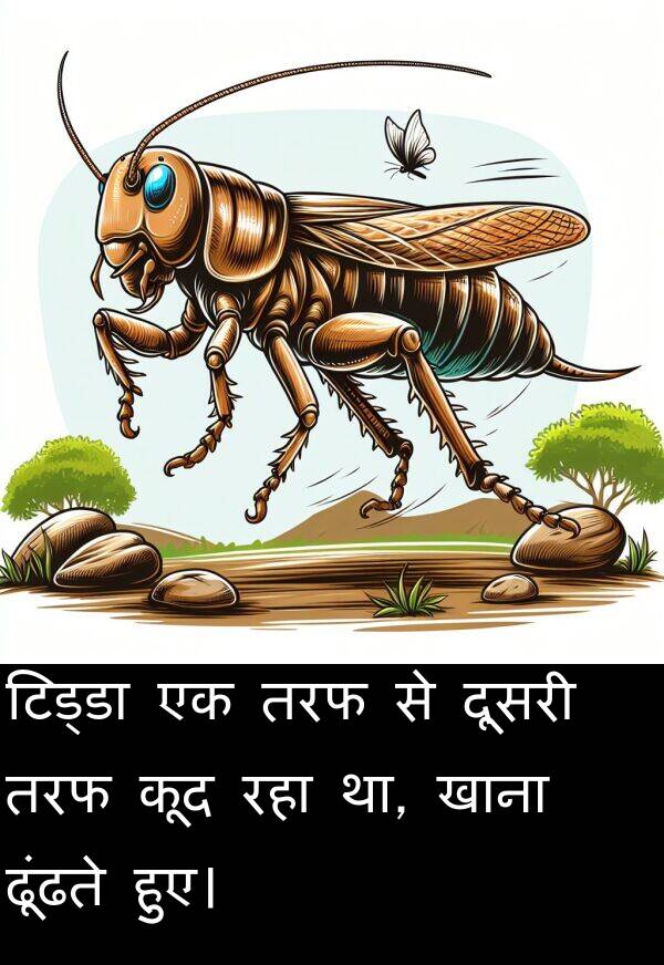 ढूंढते: टिड्डा एक तरफ से दूसरी तरफ कूद रहा था, खाना ढूंढते हुए।