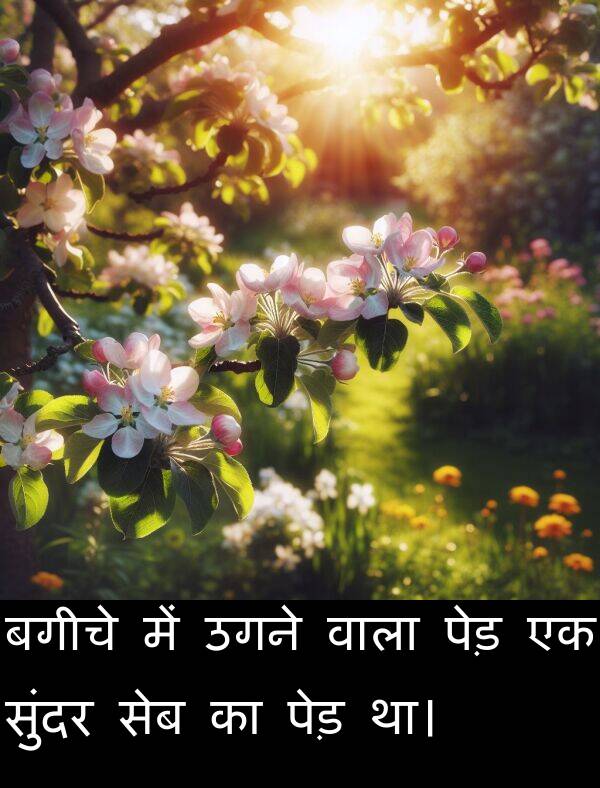उगने: बगीचे में उगने वाला पेड़ एक सुंदर सेब का पेड़ था।