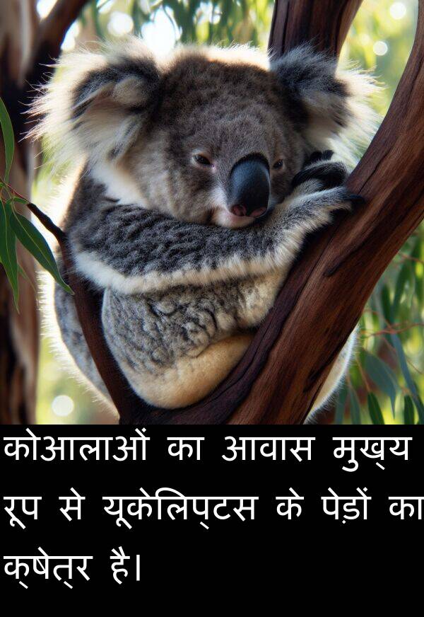 आवास: कोआलाओं का आवास मुख्य रूप से यूकेलिप्टस के पेड़ों का क्षेत्र है।