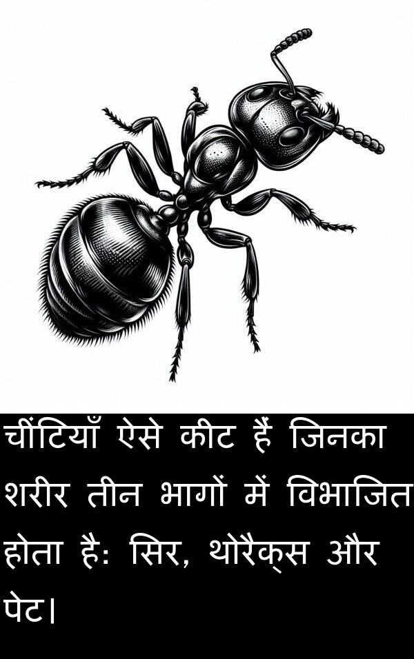 थोरैक्स: चींटियाँ ऐसे कीट हैं जिनका शरीर तीन भागों में विभाजित होता है: सिर, थोरैक्स और पेट।