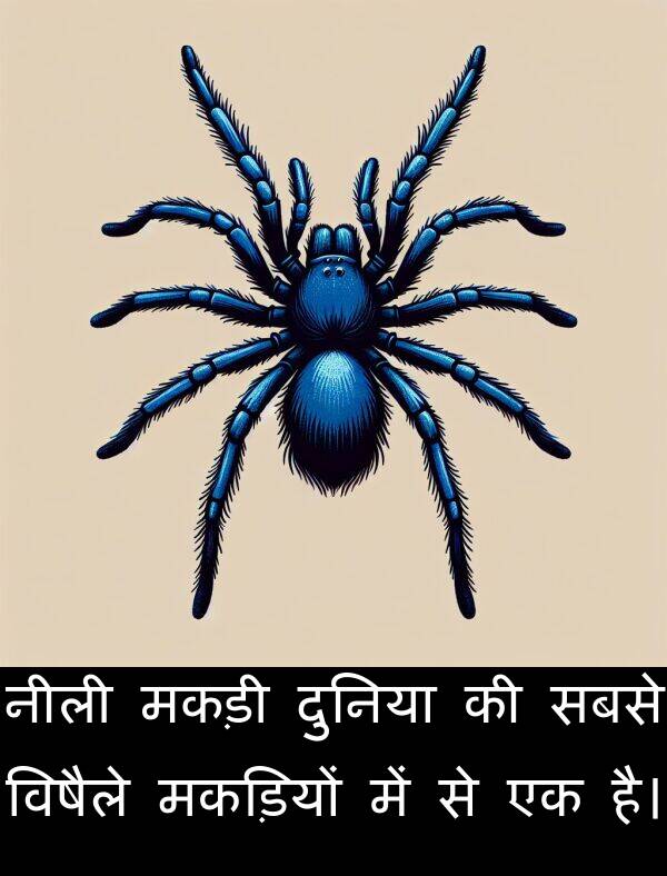 मकड़ियों: नीली मकड़ी दुनिया की सबसे विषैले मकड़ियों में से एक है।