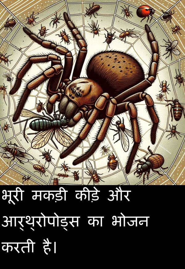आर्थ्रोपोड्स: भूरी मकड़ी कीड़े और आर्थ्रोपोड्स का भोजन करती है।