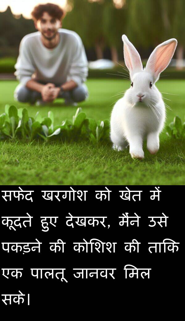 खेत: सफेद खरगोश को खेत में कूदते हुए देखकर, मैंने उसे पकड़ने की कोशिश की ताकि एक पालतू जानवर मिल सके।