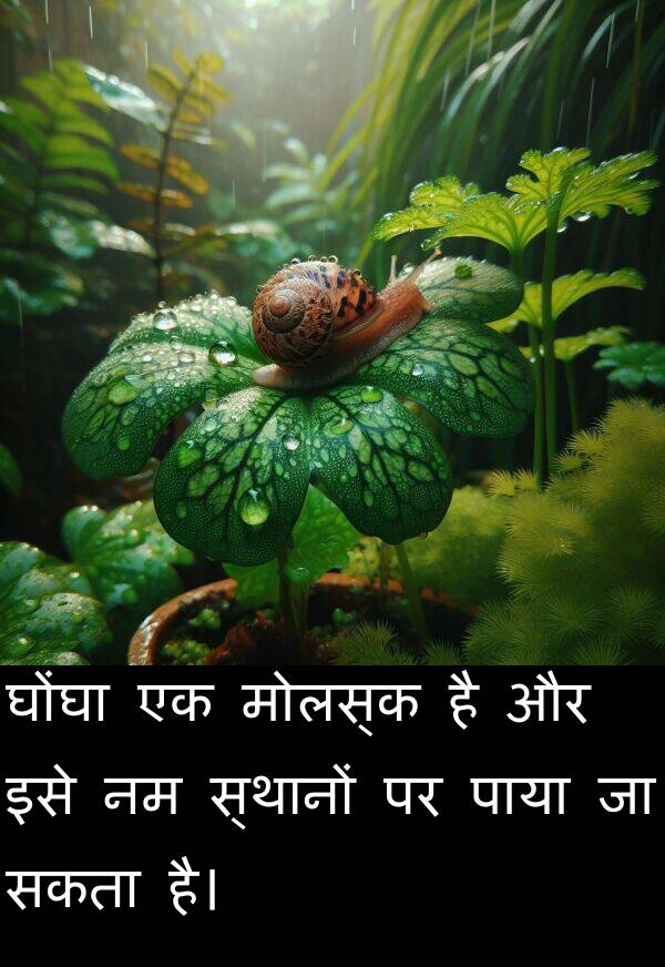 घोंघा: घोंघा एक मोलस्क है और इसे नम स्थानों पर पाया जा सकता है।