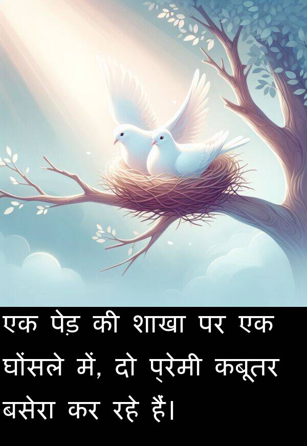 घोंसले: एक पेड़ की शाखा पर एक घोंसले में, दो प्रेमी कबूतर बसेरा कर रहे हैं।