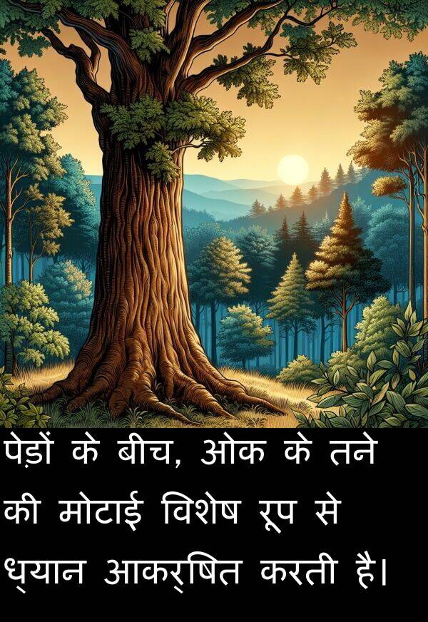 ध्यान: पेड़ों के बीच, ओक के तने की मोटाई विशेष रूप से ध्यान आकर्षित करती है।