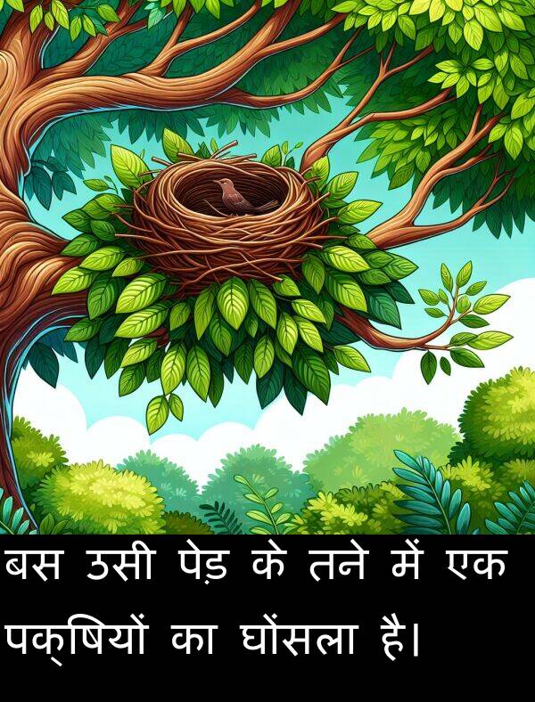 उसी: बस उसी पेड़ के तने में एक पक्षियों का घोंसला है।