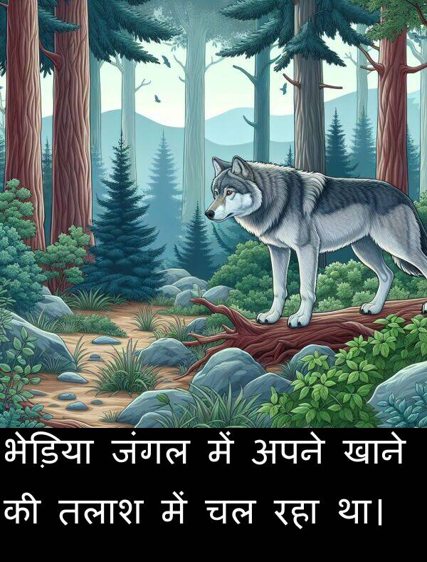 खाने: भेड़िया जंगल में अपने खाने की तलाश में चल रहा था।
