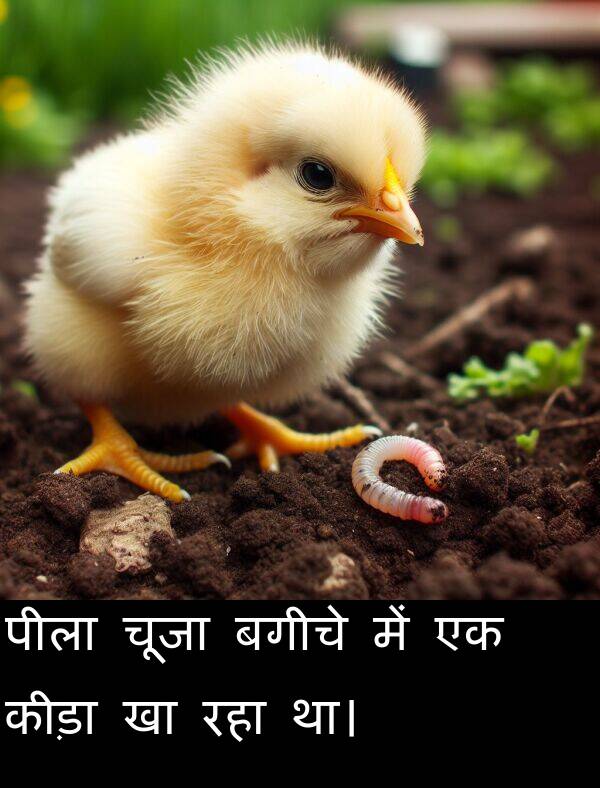 बगीचे: पीला चूजा बगीचे में एक कीड़ा खा रहा था।