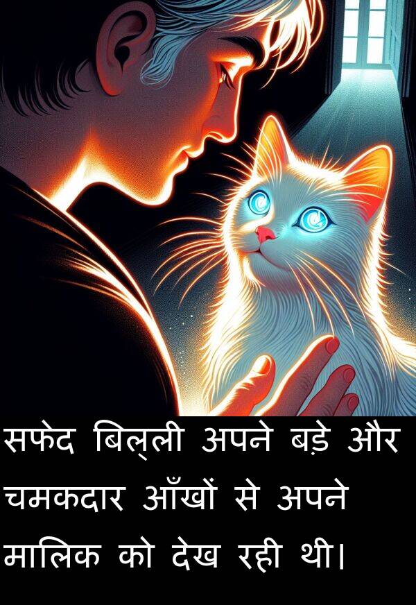 आँखों: सफेद बिल्ली अपने बड़े और चमकदार आँखों से अपने मालिक को देख रही थी।