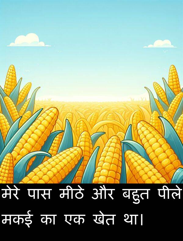 खेत: मेरे पास मीठे और बहुत पीले मकई का एक खेत था।