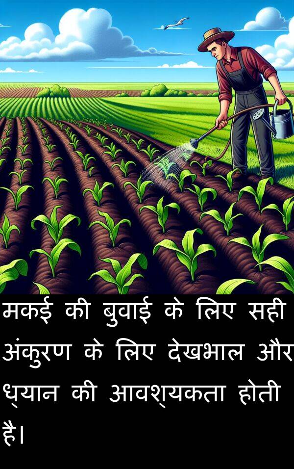 ध्यान: मकई की बुवाई के लिए सही अंकुरण के लिए देखभाल और ध्यान की आवश्यकता होती है।