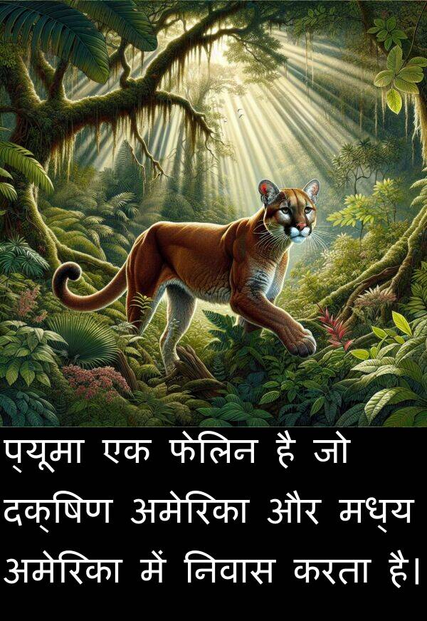 निवास: प्यूमा एक फेलिन है जो दक्षिण अमेरिका और मध्य अमेरिका में निवास करता है।