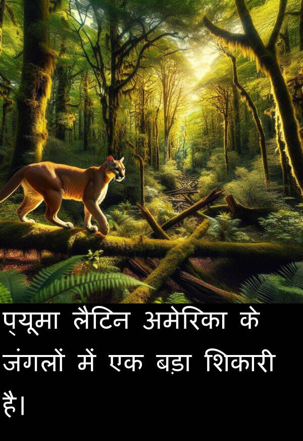 लैटिन: प्यूमा लैटिन अमेरिका के जंगलों में एक बड़ा शिकारी है।