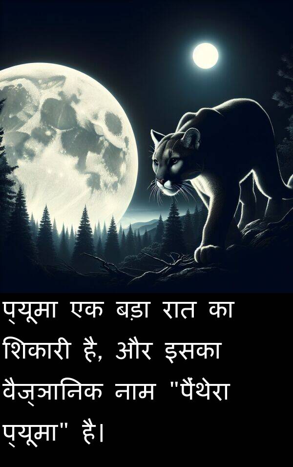 वैज्ञानिक: प्यूमा एक बड़ा रात का शिकारी है, और इसका वैज्ञानिक नाम "पैंथेरा प्यूमा" है।