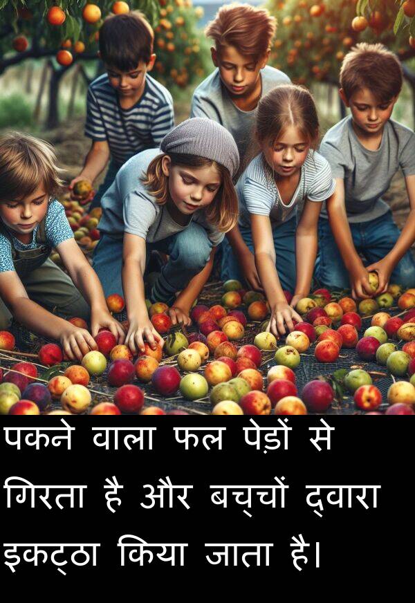पकने: पकने वाला फल पेड़ों से गिरता है और बच्चों द्वारा इकट्ठा किया जाता है।