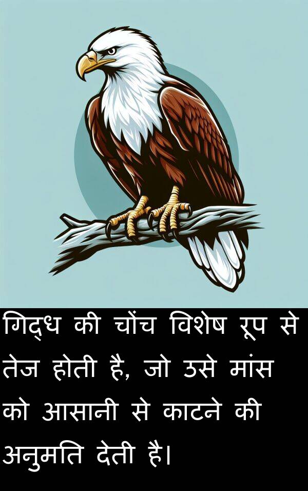 मांस: गिद्ध की चोंच विशेष रूप से तेज होती है, जो उसे मांस को आसानी से काटने की अनुमति देती है।
