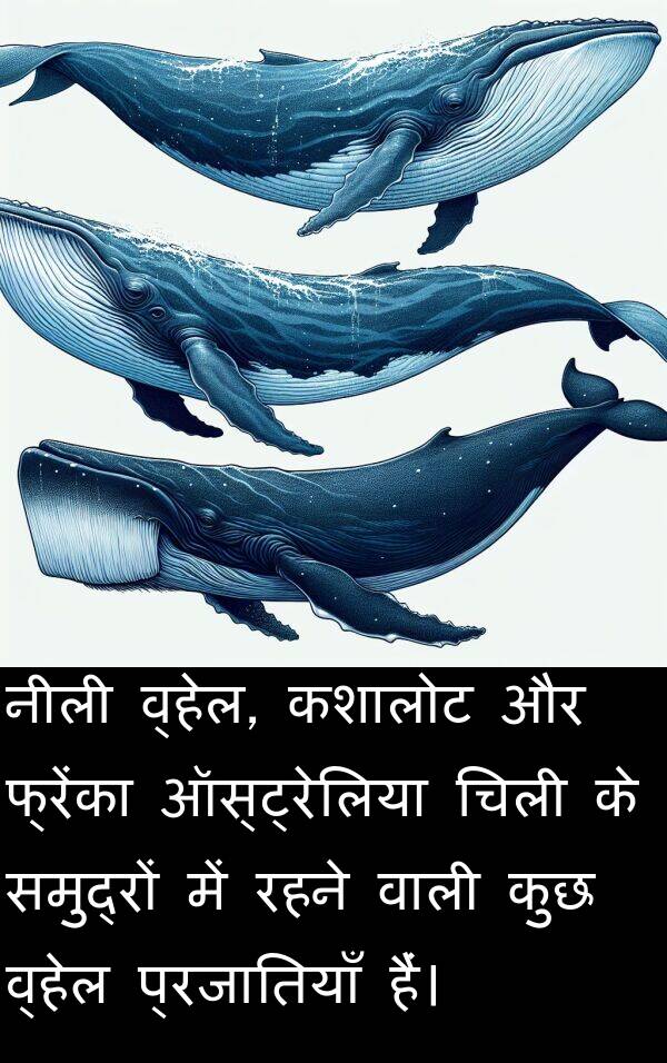 व्हेल: नीली व्हेल, कशालोट और फ्रेंका ऑस्ट्रेलिया चिली के समुद्रों में रहने वाली कुछ व्हेल प्रजातियाँ हैं।