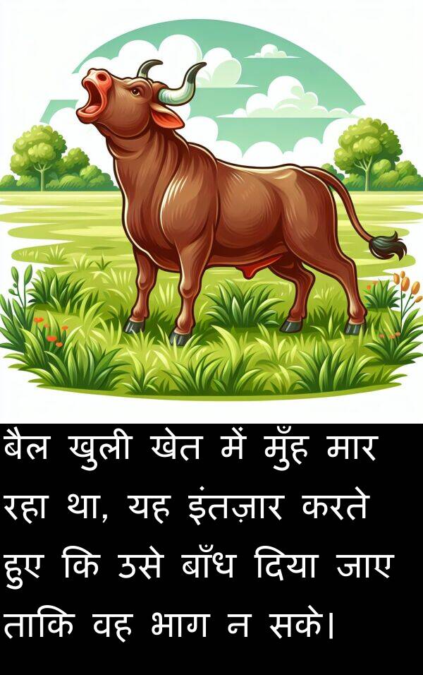 खेत: बैल खुली खेत में मुँह मार रहा था, यह इंतज़ार करते हुए कि उसे बाँध दिया जाए ताकि वह भाग न सके।