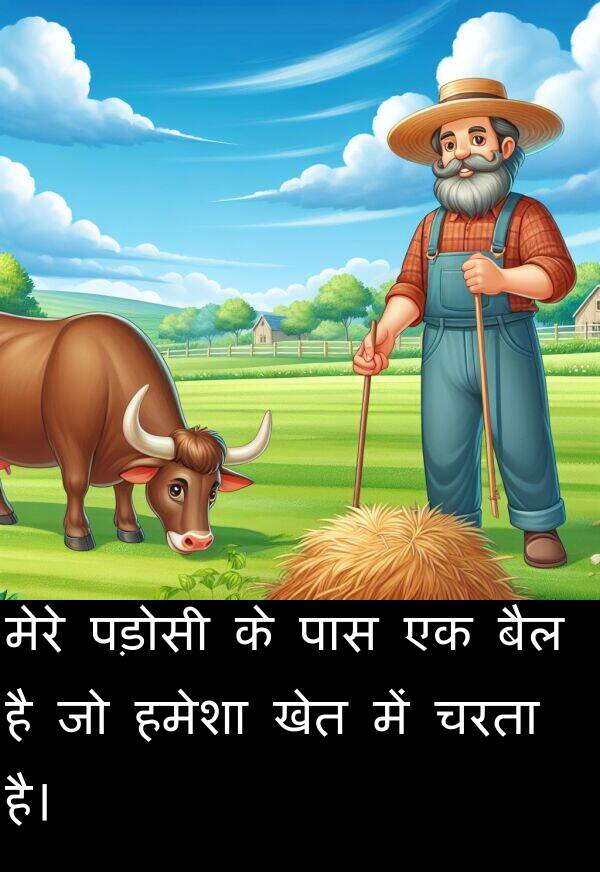 खेत: मेरे पड़ोसी के पास एक बैल है जो हमेशा खेत में चरता है।