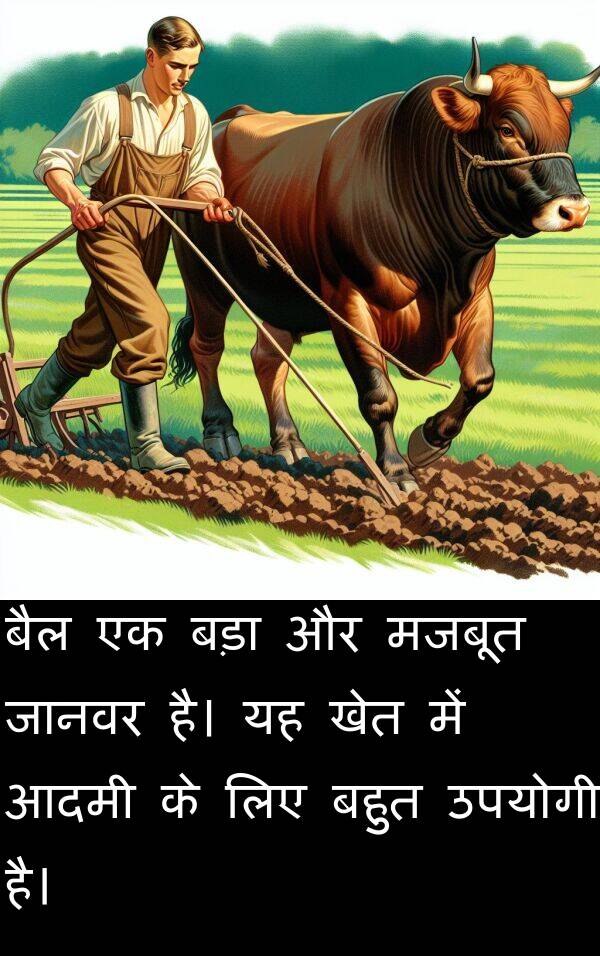 खेत: बैल एक बड़ा और मजबूत जानवर है। यह खेत में आदमी के लिए बहुत उपयोगी है।