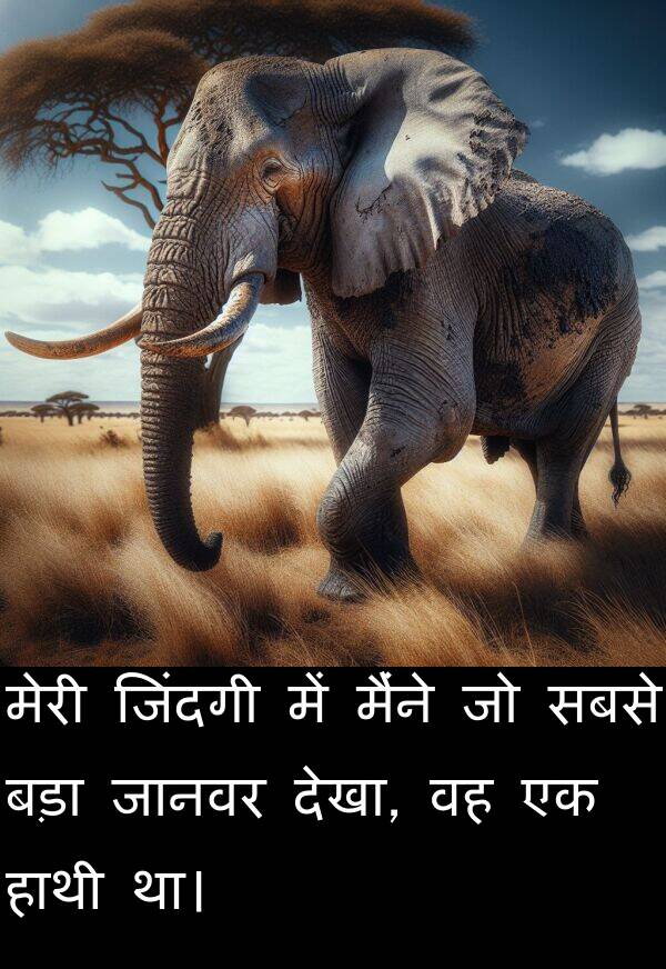 हाथी: मेरी जिंदगी में मैंने जो सबसे बड़ा जानवर देखा, वह एक हाथी था।
