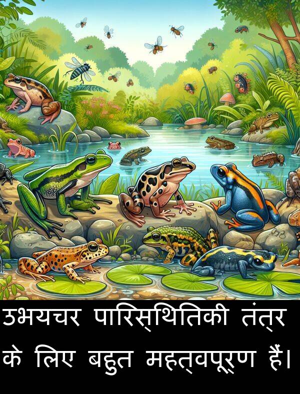उभयचर: उभयचर पारिस्थितिकी तंत्र के लिए बहुत महत्वपूर्ण हैं।