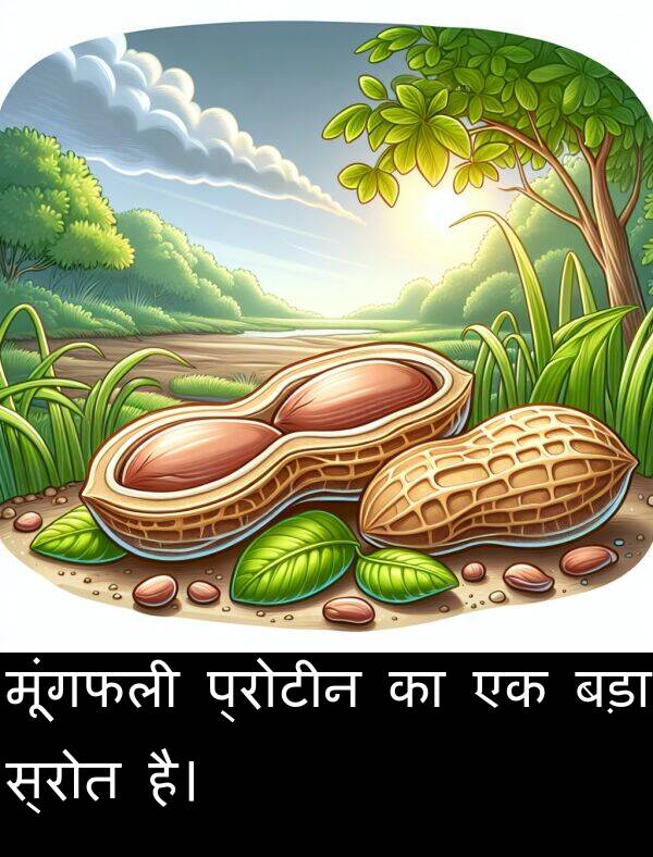 बड़ा: मूंगफली प्रोटीन का एक बड़ा स्रोत है।