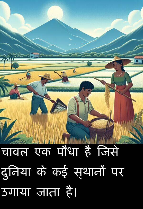 उगाया: चावल एक पौधा है जिसे दुनिया के कई स्थानों पर उगाया जाता है।