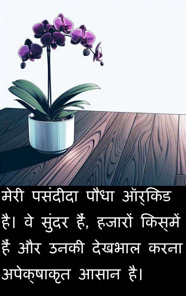उनकी: मेरी पसंदीदा पौधा ऑर्किड है। वे सुंदर हैं, हजारों किस्में हैं और उनकी देखभाल करना अपेक्षाकृत आसान है।