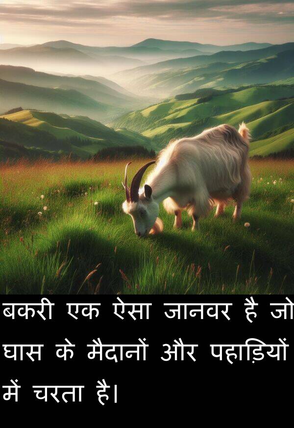पहाड़ियों: बकरी एक ऐसा जानवर है जो घास के मैदानों और पहाड़ियों में चरता है।