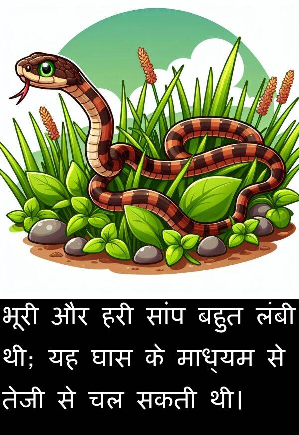 भूरी: भूरी और हरी सांप बहुत लंबी थी; यह घास के माध्यम से तेजी से चल सकती थी।