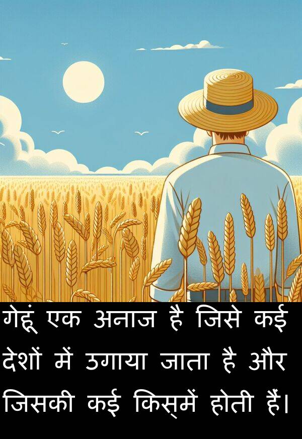 उगाया: गेहूं एक अनाज है जिसे कई देशों में उगाया जाता है और जिसकी कई किस्में होती हैं।