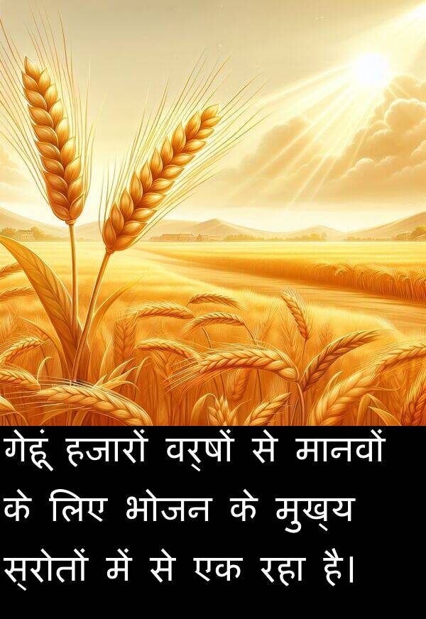 मानवों: गेहूं हजारों वर्षों से मानवों के लिए भोजन के मुख्य स्रोतों में से एक रहा है।