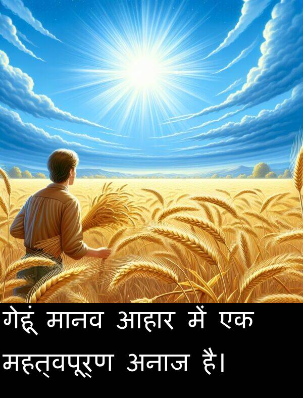 आहार: गेहूं मानव आहार में एक महत्वपूर्ण अनाज है।