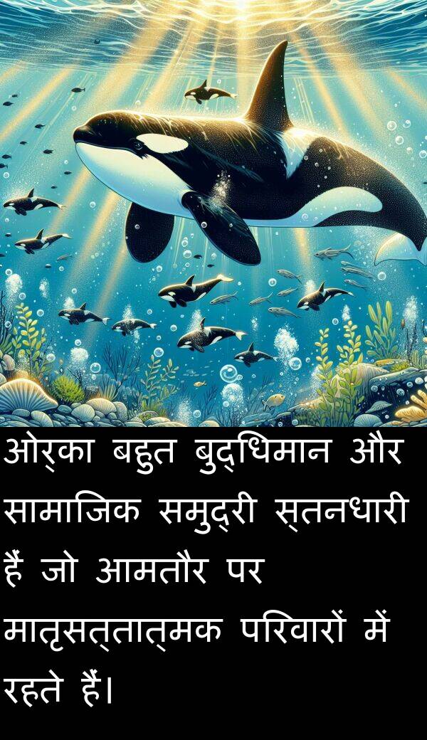 परिवारों: ओर्का बहुत बुद्धिमान और सामाजिक समुद्री स्तनधारी हैं जो आमतौर पर मातृसत्तात्मक परिवारों में रहते हैं।
